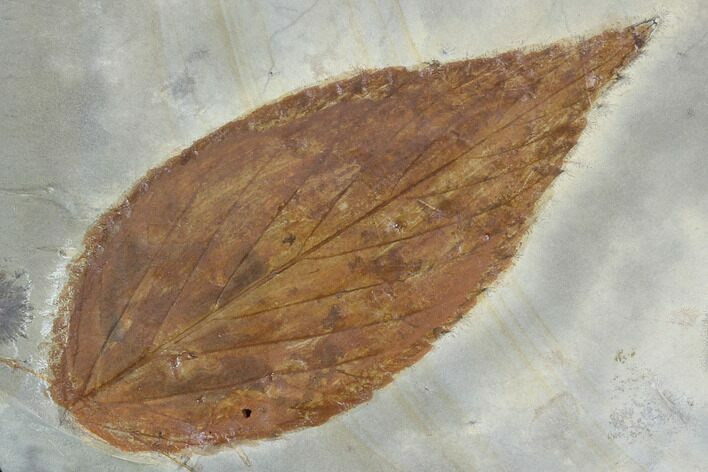 Detailed Fossil Hackberry Leaf - Montana #99432